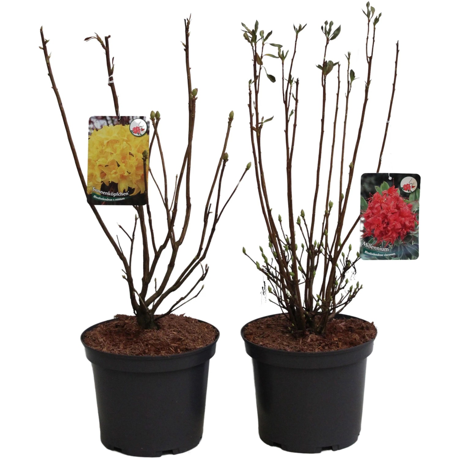 Duftrhododendron Hhe ca. 15 - 30 cm Topf ca. 5 l Rhododendron viscosum /  luteum kaufen bei OBI