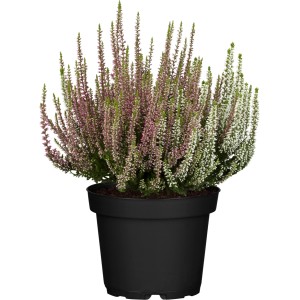 Knospenblüher-Heide 'Beauty Ladies Twins' im Topf, rosa und weiße Calluna Heide.