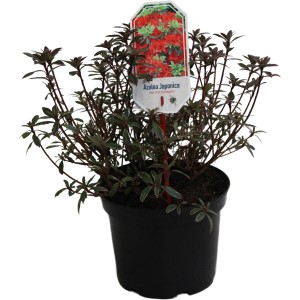 Japanische Azalee Hot Shot Variegata im 4 l Topf, rote Blüten und buntes Laub.
