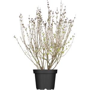 OBI Meyers Flieder "Palibin" Lila Höhe ca. 50 - 60 cm Topf ca. 3,5 l Syringa