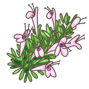 Illustration von Blu Oregano Mexiko (Poliomintha longiflora) mit rosa Blüten und grünen Blättern.