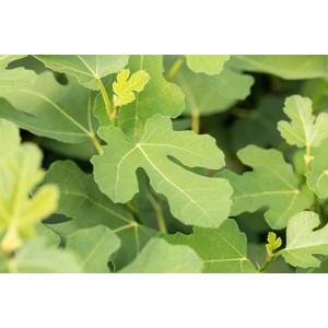 Nahaufnahme des grünen Laubs eines Feigenbaums (Ficus carica).