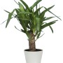 Scheurich Übertopf 808 Panna, Ø 19 cm, mit Yucca-Palme im weißen Topf.