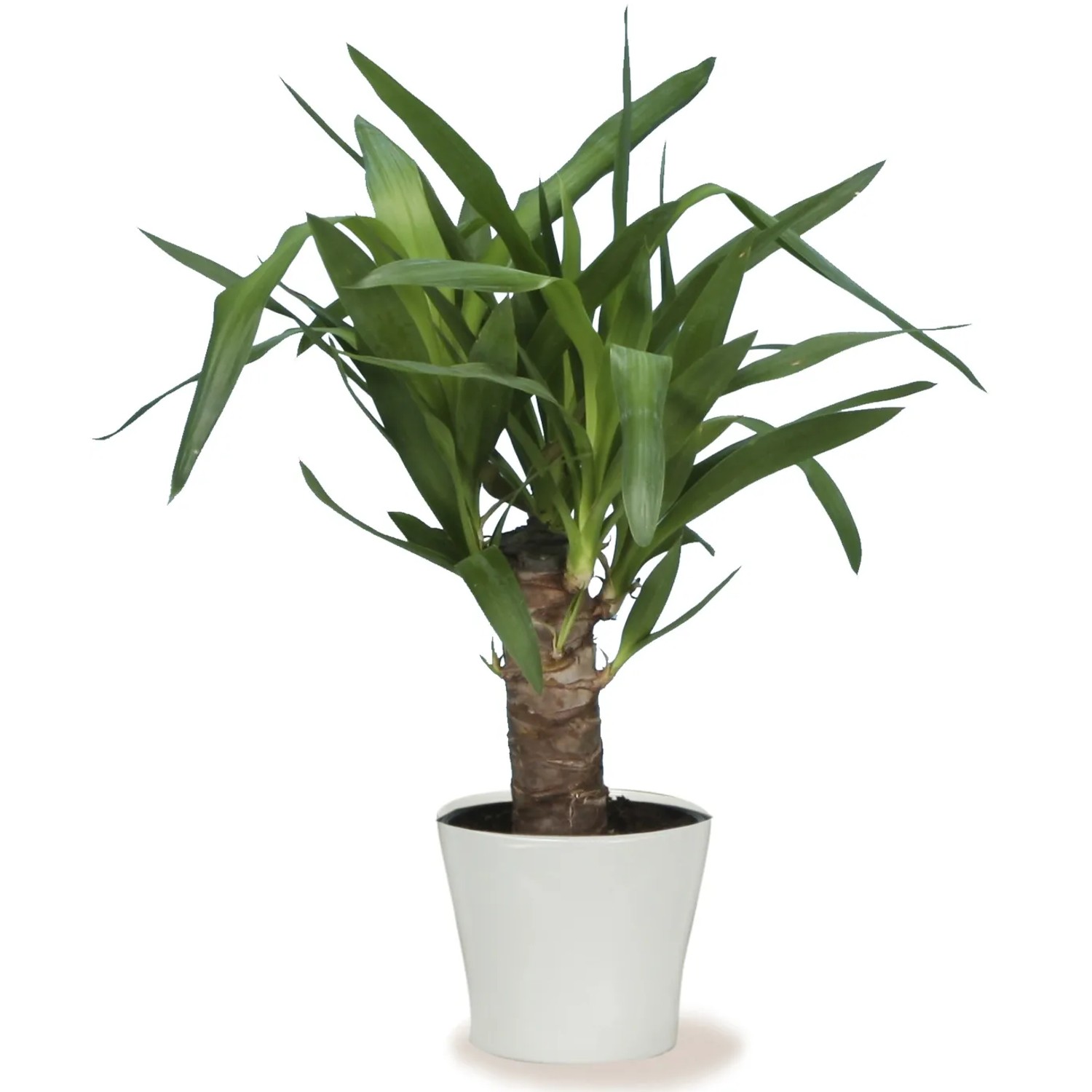 Scheurich Übertopf 808 Panna, Ø 19 cm, mit Yucca-Palme im weißen Topf.