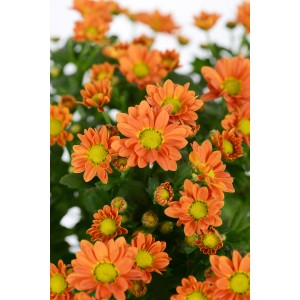 Orange Chrysanthemen-Schale, ca. 30 cm hoch, Topf-Ø ca. 23 cm. Blühende Chrysanthemum Pflanze.