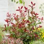 Glanzmispel 'Pink Marble' im 5 l Topf, ca. 30-40 cm hoch, mit rosa Neuaustrieb und marmoriertem Laub.