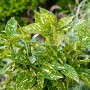 Goldorange Crotonifolia Gold im Topf, grüne Blätter mit gelben Sprenkeln.