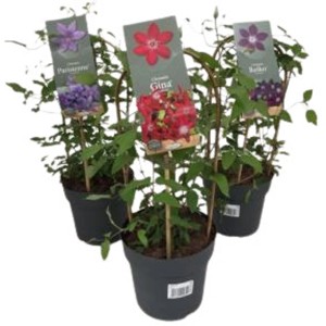 Waldrebe Boulevard/Garland Doppelbogen im Topf, verschiedene Farben.