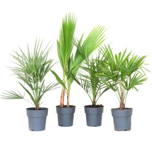 GROW by OBI Palme-Mix Höhe 30cm Topf ca. 3 Liter