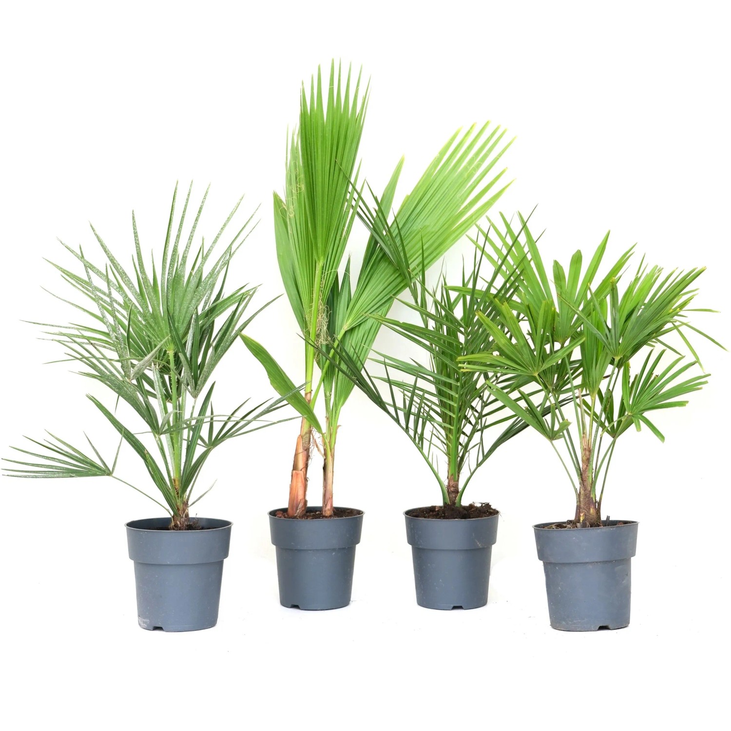 GROW by OBI Palme-Mix Höhe 30cm Topf ca. 3 Liter kaufen bei OBI