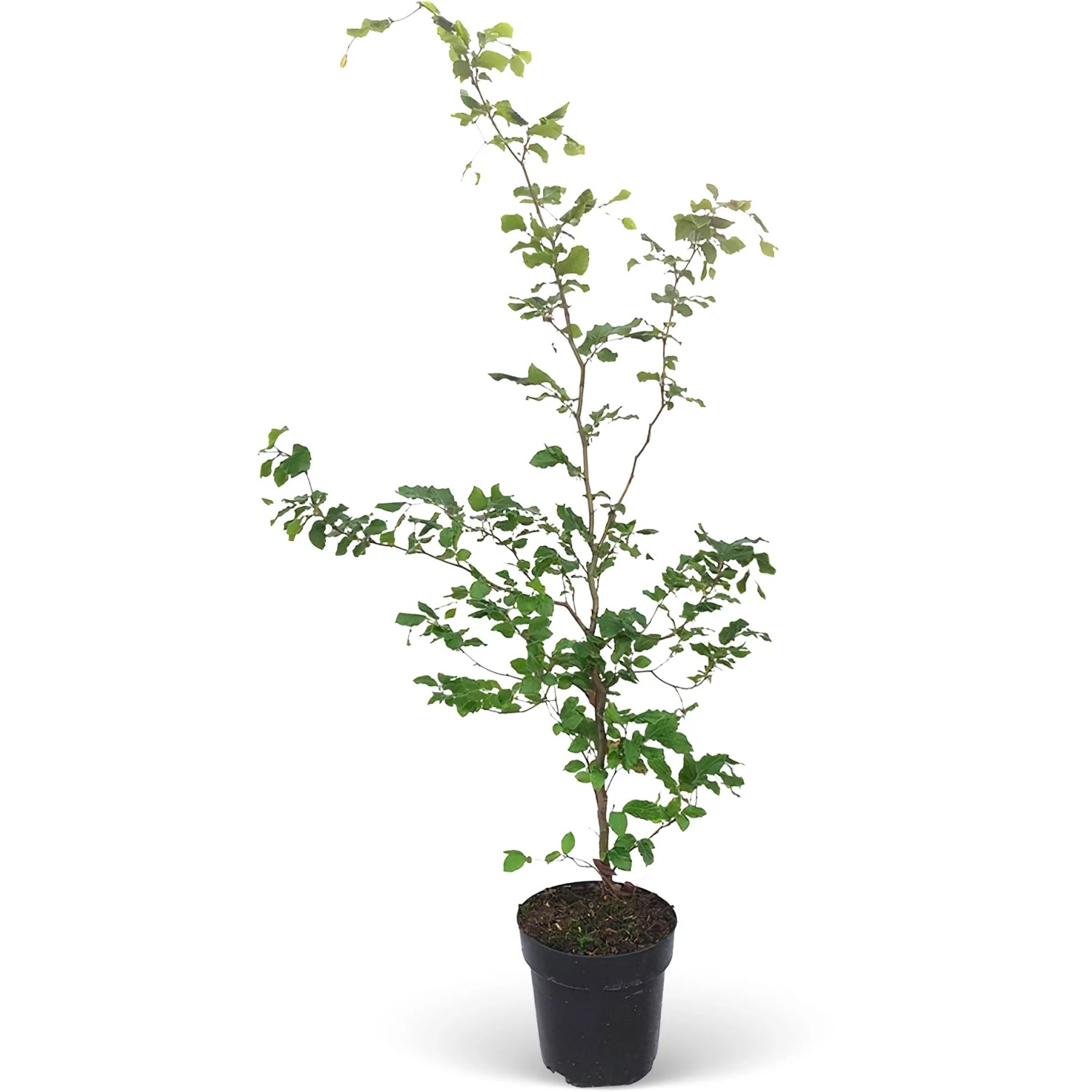 erde gummibaum Gummibaum (Ficus elastica) 'Robusta' kaufen