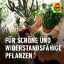 Dekorative Zimmerpflanzen, gedüngt mit Compo Blumendünger, für ein gesundes Wachstum.