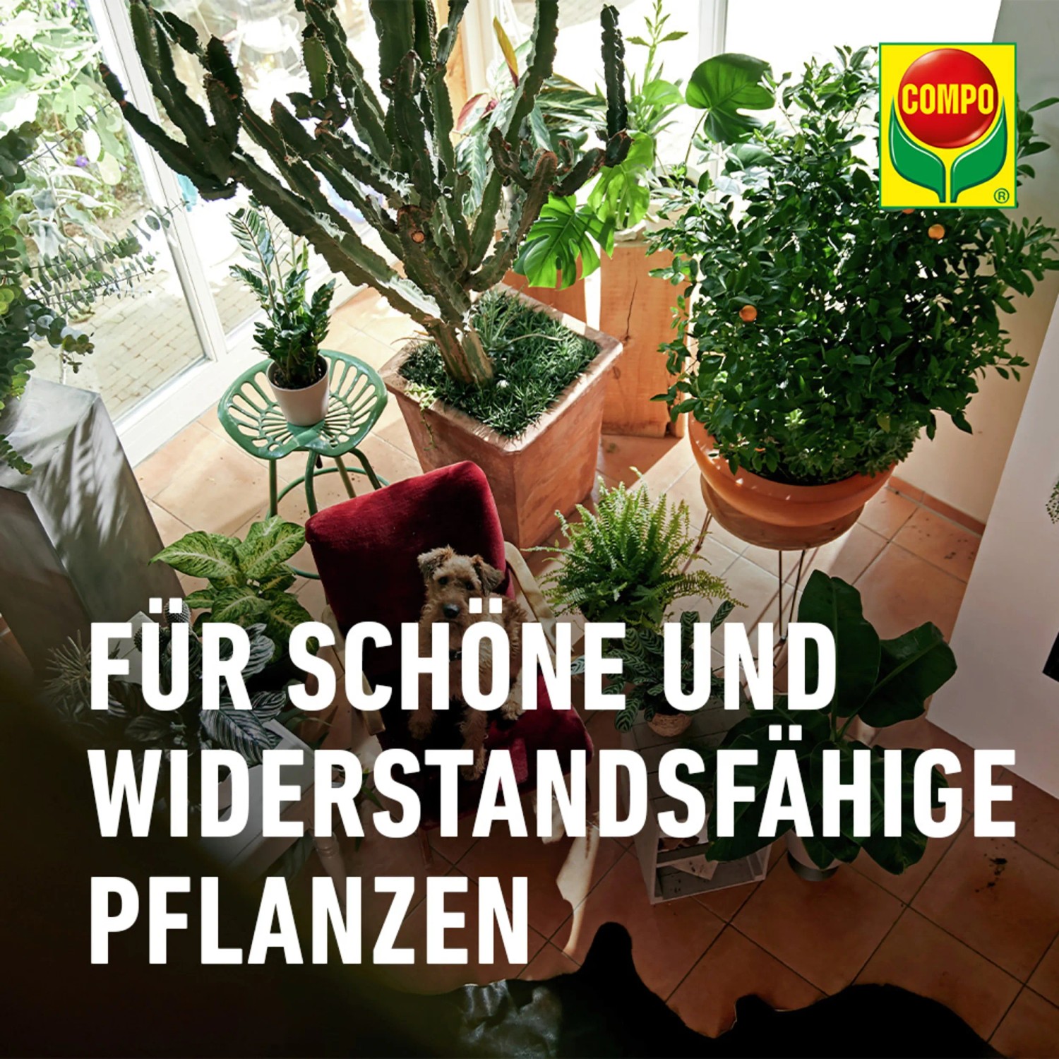 Dekorative Zimmerpflanzen, gedüngt mit Compo Blumendünger, für ein gesundes Wachstum.