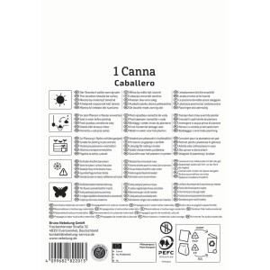 Kiepenkerl Blumenzwiebeln Blumenrohr Caballero