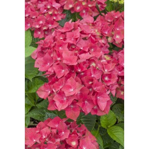 Hortensie Green Shadow Rot Höhe ca. 30 cm Topf 5 l Hydrangea macrophylla