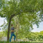 Mann schneidet Äste mit Litheli Akku-Hochentaster U20. Kettensäge für Baumpflege im Garten.