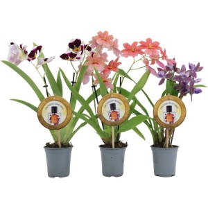 GROW by OBI Duftorchidee Parfumée in verschiedenen Farben im 9 cm Topf.