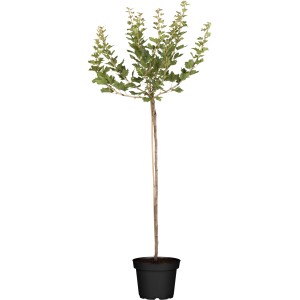 OBI Bio Stachelbeere Hochstamm Grün im Topf, ca. 80-100cm hoch.