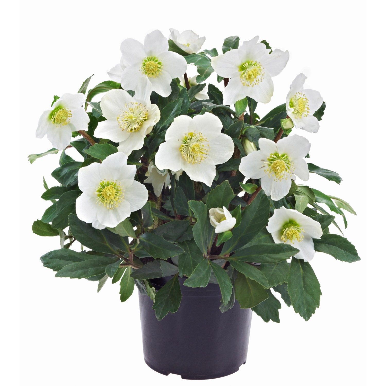 Christrose im Dekokübel Weiß Höhe ca. 30 50 cm Topf ca. 16 cm kaufen
