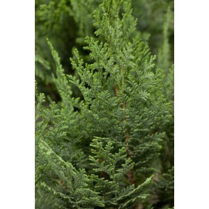 Detailaufnahme der GROW by OBI Scheinzypresse Columnaris mit bläulichen Nadeln.