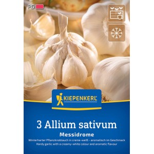 Kiepenkerl Winterknoblauch Messidrome, weiße Steckzwiebeln, 3 Stück. Ideal zum Pflanzen im Herbst.