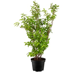 Maiblumenstrauch Plena im Topf, ca. 40-60 cm hoch. Deutzia scabra mit grünen Blättern.