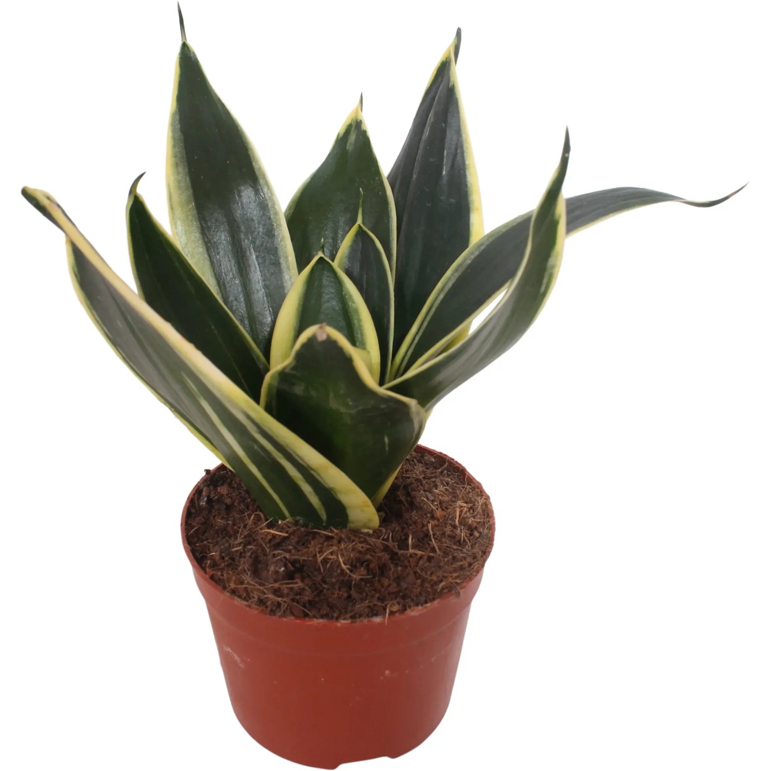 Bogenhanf Hahnii im braunen Topf, eine pflegeleichte Grünpflanze mit gelb-grünen Blättern.