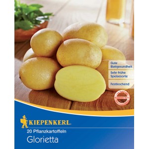 Kiepenkerl Pflanzkartoffeln Glorietta, 20 Stück, festkochend und frühreif.