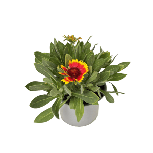 GROW by OBI Kokardenblume SpinTop, gelb-rote Blüte im Topf, ca. 25cm hoch.