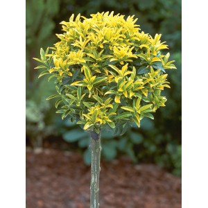 Japanischer Spindelstrauch 'Elegantissimus Aureus' mit gelb-grün panaschiertem Laub, Höhe ca. 65 cm.