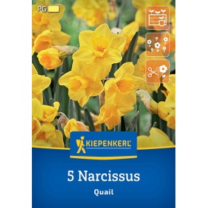 Kiepenkerl Jonquilla-Narzisse Quail, gelbe Blumenzwiebeln mit duftenden Blüten.