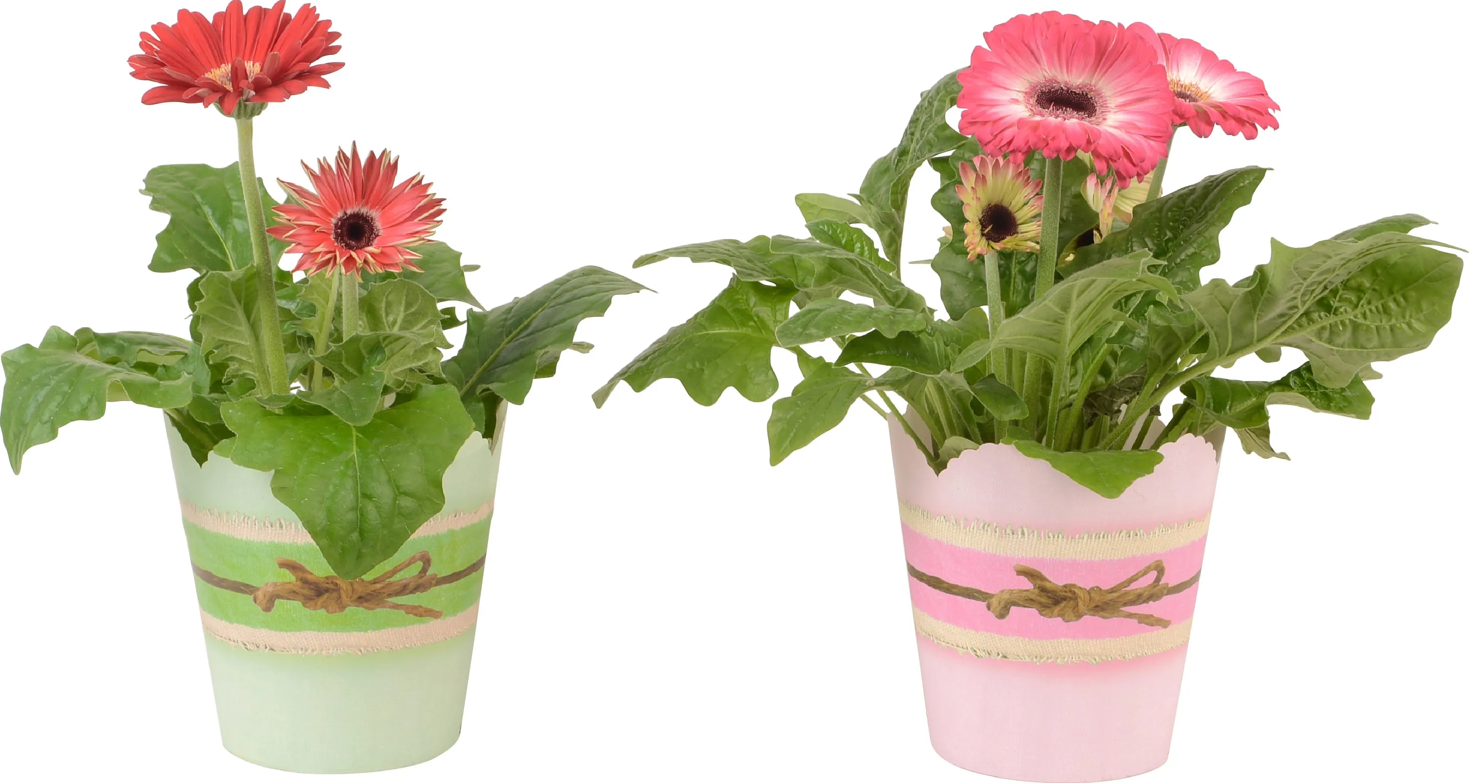 Gerbera Im Topf Lässt Kopf Hängen Gerbera im Topfcover Topf-Ø ca. 12 cm kaufen bei OBI