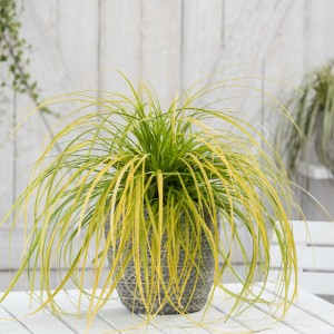 GROW by OBI Segge Everillo im Topf, grüngelbe Zierpflanze für Garten und Terrasse.