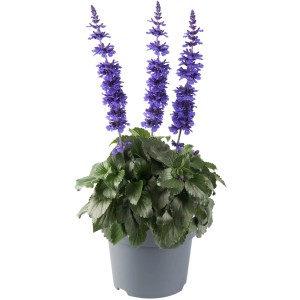 Blauer Mehlsalbei (Salvia far.) im Topf, buschige Blühpflanze für Beet und Balkon.