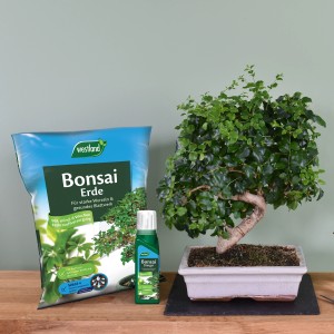 Westland Bonsaierde 4L mit Bonsai und Dünger. Spezialerde für gesunde Wurzeln und starkes Wachstum.