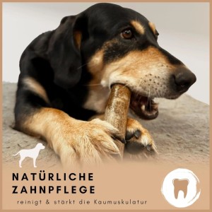 Schwarzer Hund kaut auf Supravit Olivenholz Kauspielzeug Größe S. Robustes Hundespielzeug für Zahnpflege.