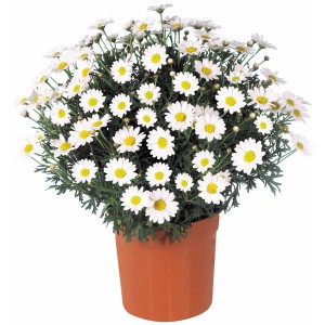 Strauchmargerite Bofinger im Topf, weiße Blüten mit gelber Mitte. Blühende Kübelpflanze.