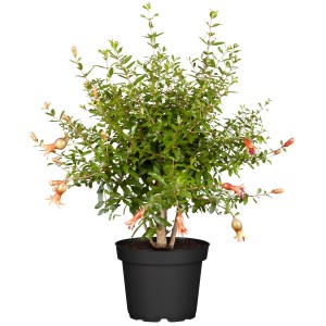 Granatapfelbaum im Topf, ca. 75 cm hoch, mit roten Blüten. Mediterrane Kübelpflanze für sonnige Standorte.