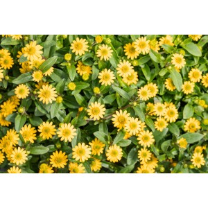 Gelbe Husarenknöpfchen (Sanvitalia) im Topf, dichte Blütenpracht. Sommerblüher für Balkon und Garten.