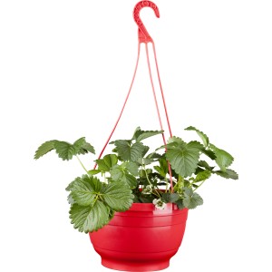 Erdbeer-Ampel Fragaria im roten Topf, hängend. Ideal für Balkon und Terrasse.