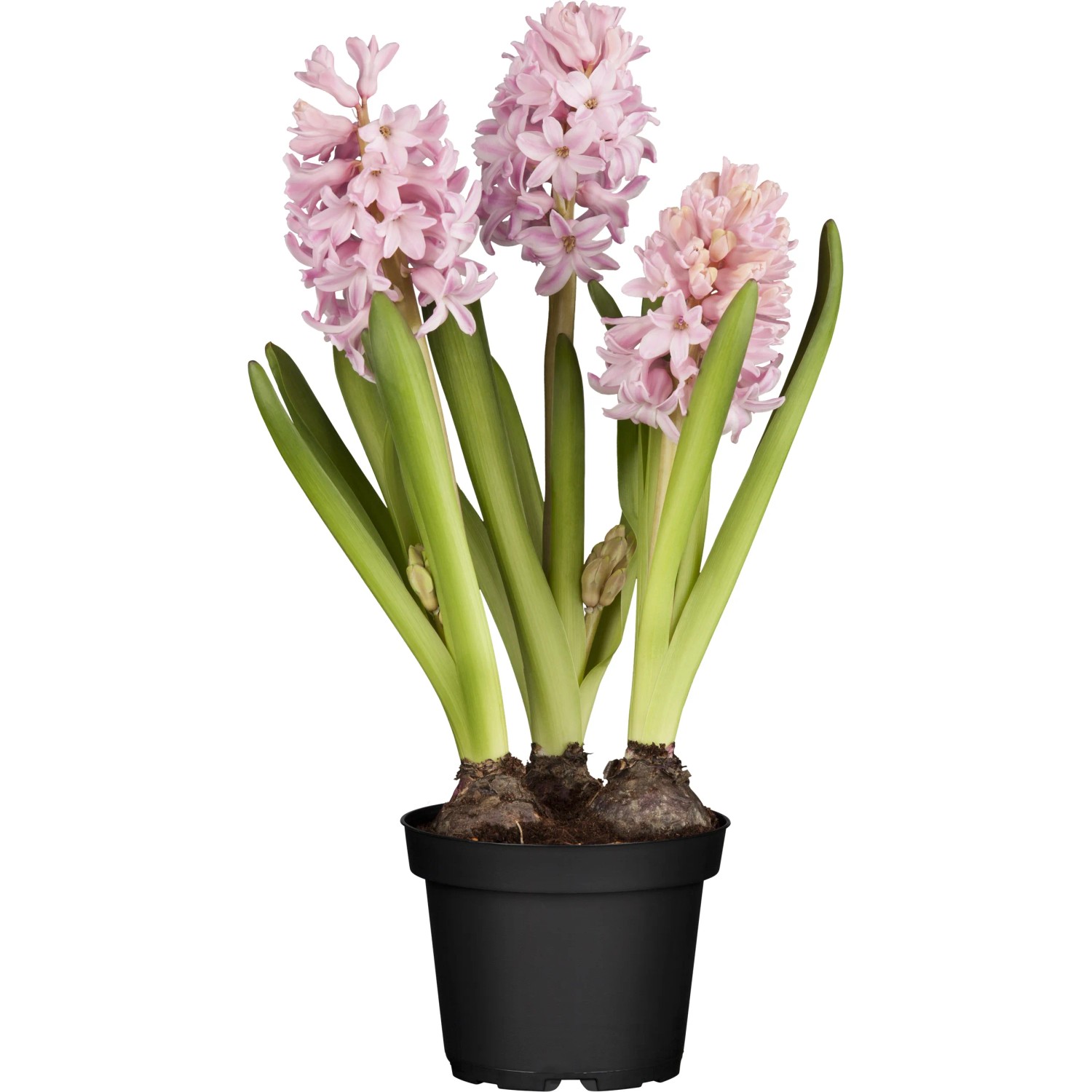 flamingo zimmerpflanze Hoya Flamingo Dream | Blhende Zimmerpflanze