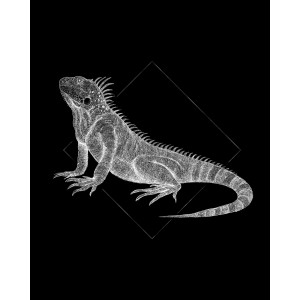 Komar Wandbild Iguana Black, 40x50 cm, mit weißer Iguana auf schwarzem Hintergrund.