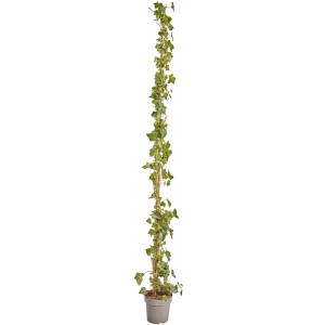 Großblättriger Irischer Efeu im Topf, ca. 175-200 cm hoch, ideal für eine dichte Efeuhecke.