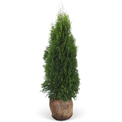 Thuja: Grundlagen zur immergrnen Heckenpflanze | OBI