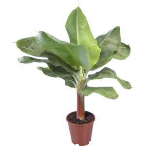 Zierbanane Tropicana im Topf, grüne Blätter, exotische Zimmerpflanze.