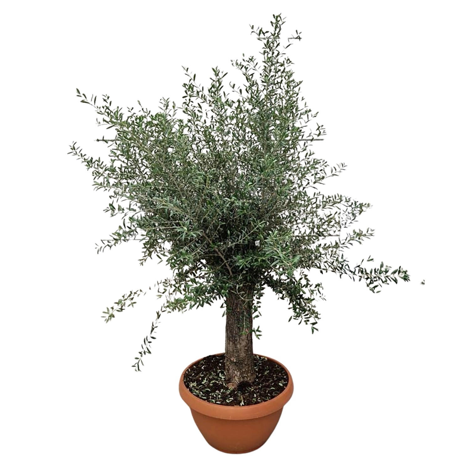 Olivenbaum Höhe ca. 80 100 cm Topf ca. 30 l Olea europaea kaufen bei OBI