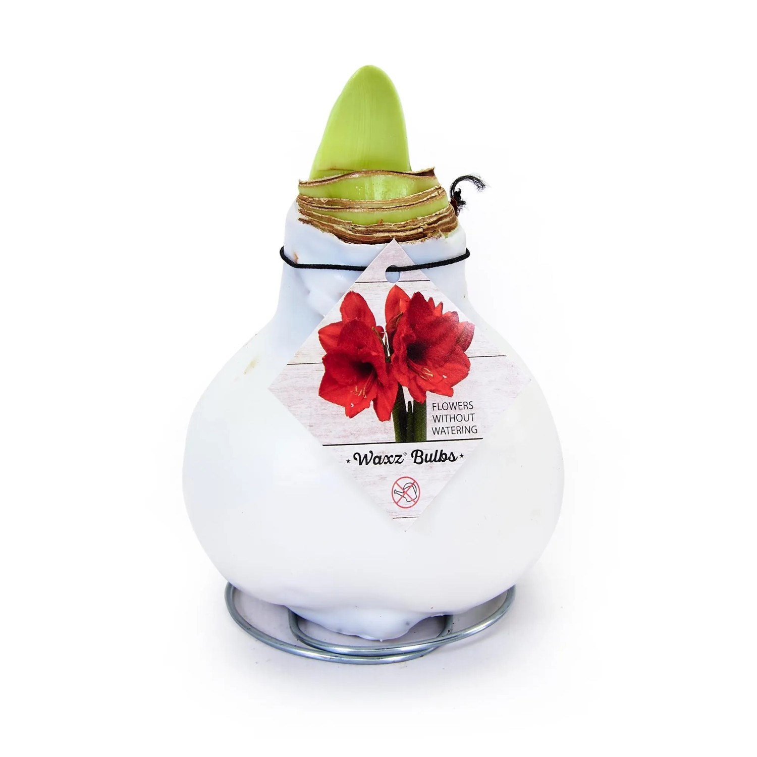 Blumenzwiebel WachsAmaryllis Weiß kaufen bei OBI