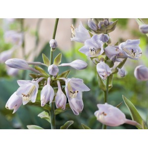 Blühende Funkie (Hosta) mit blau-grauen Blüten im Topf, geeignet für schattige Standorte.