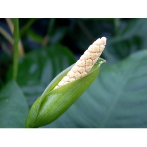 Nahaufnahme der Blüte einer Dennerle Anubias Barteri Aquariumpflanze.