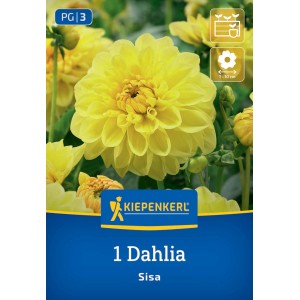 Kiepenkerl Blumenzwiebeln Beet- & Kübel-Dahlie Sisa